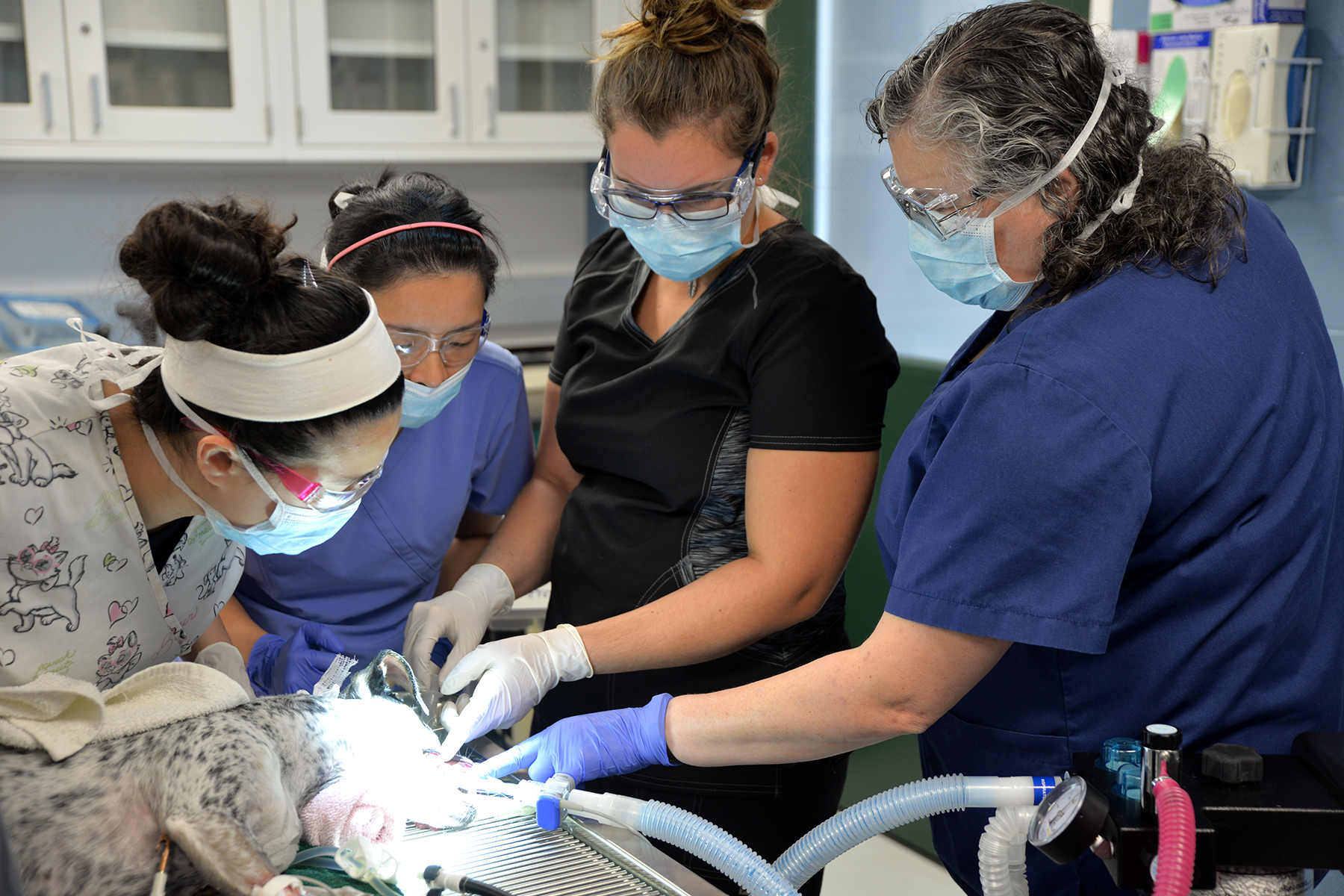Veterinary team wearing masks and protective eyewear performing a medical procedure on a dog in a clinic