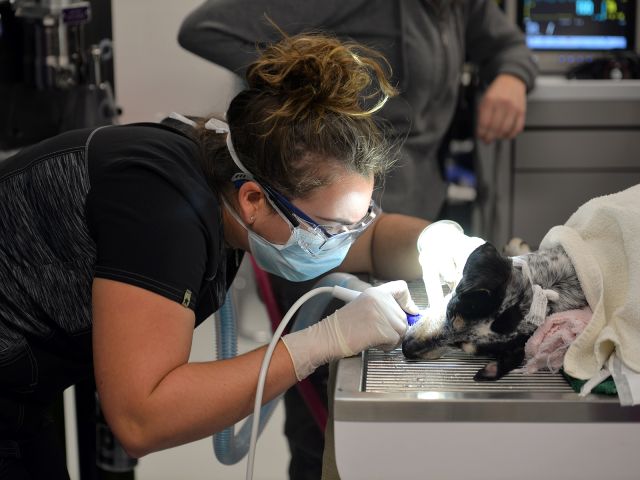 A veterianrry student is examining a dog