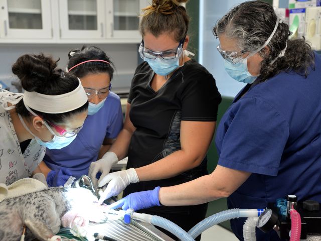 Veterinary team wearing masks and protective eyewear performing a medical procedure on a dog in a clinic