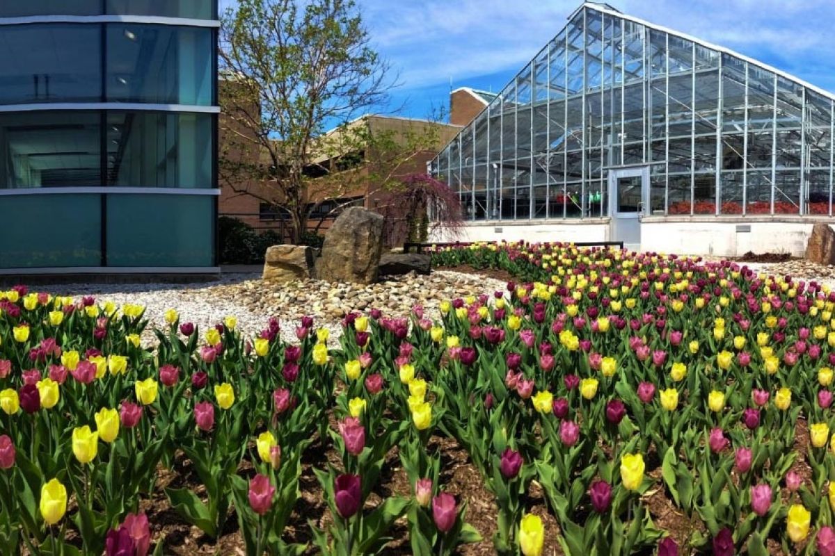 Students working in a horticulture program, tending plants in a greenhouse setting