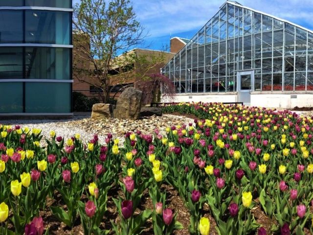 Students working in a horticulture program, tending plants in a greenhouse setting