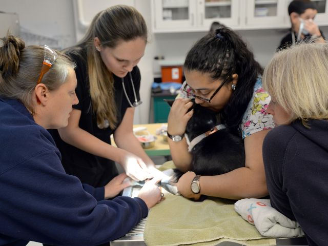 Veterinary students in a classroom